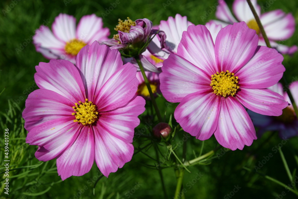 Cosmos flower fields for seed production Cosmos flower fields for seed production