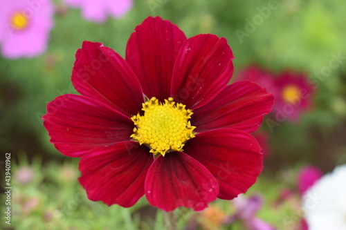 Burgundy Cosmos for seed production