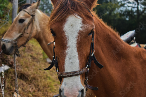 horse © Camilo Chong