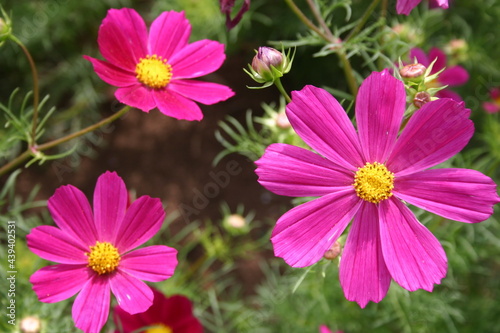 red cosmos for seed production