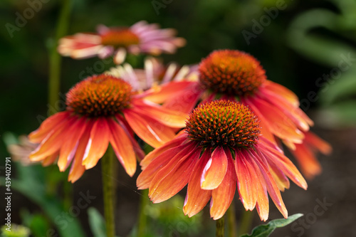 Coneflower  Echinacea purpurea