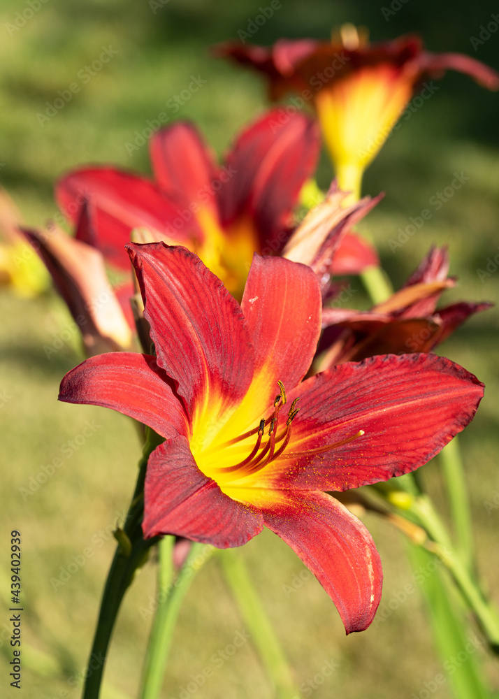 Day lily, Hemerocallis Day lily, Hemerocallis