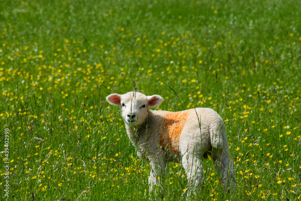 Fototapeta premium Lamb with a red mark stares at the camera behind a flower stem in a green prairie full of yellow flowers at the english countryside