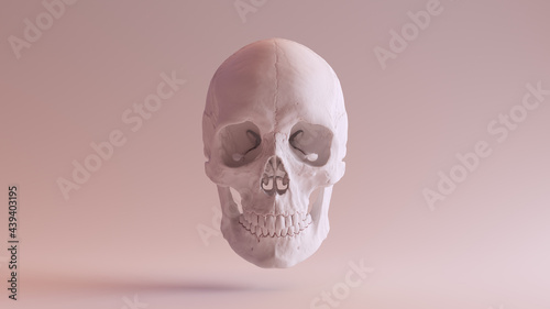 White Human Female Skull and Jaw Medical Anatomical Clay 3d illustration render