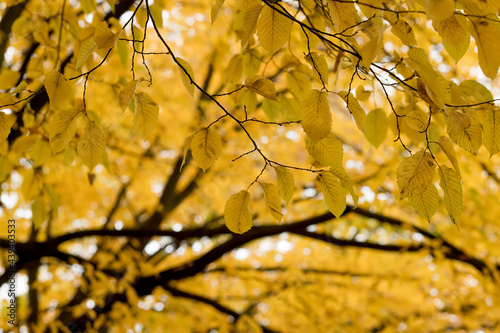 Fall, autumn, leaves background. A tree branch with autumn leaves on a blurred background. Landscape in autumn season