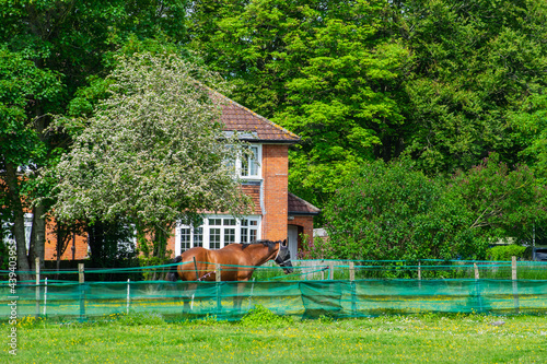 Brown horse with blinders standing behind the fence of an english brick-walled house in the countryside