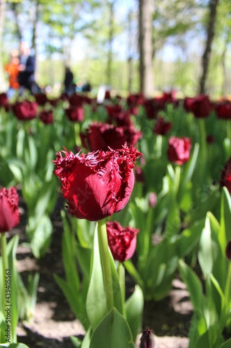 red and white tulips