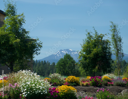 snow capped mountain off in the distance with brightly colored flowers 