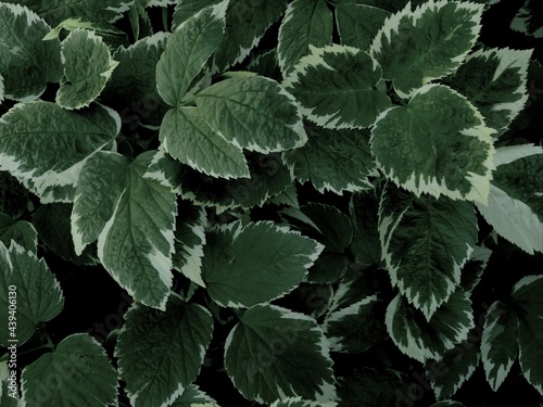 Green beautiful foliage.