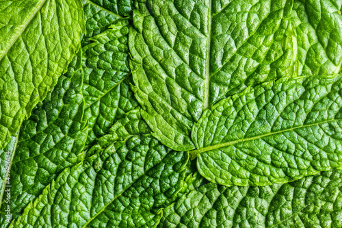 Green mint leaves.