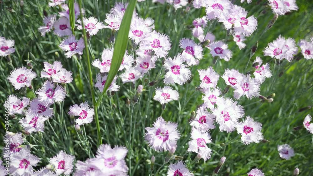 Variety of Blooming Spring And Summer Flowers And Shrubs. Variety of Blooming Spring And Summer Flowers And Shrubs.