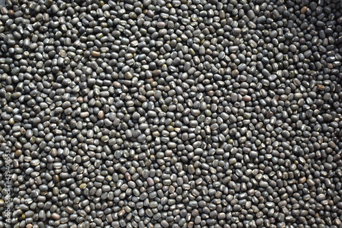Wallpaper Mural Raw whole dried black Urad lentils Torontodigital.ca
