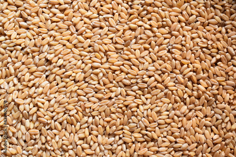 Raw whole dried wheat cereal grains Raw whole dried wheat cereal grains