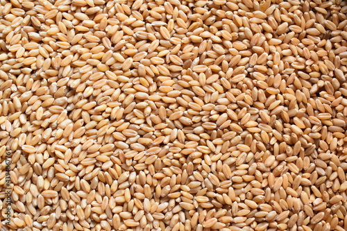 Raw whole dried wheat cereal grains
