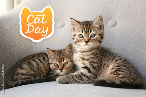 Cute funny kittens on sofa. International Cat Day