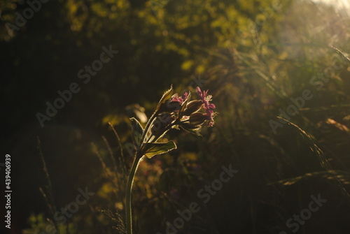 pink flower in summer sunset 