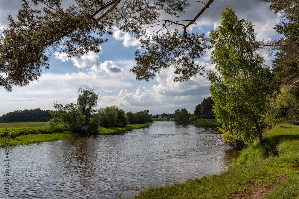 River landscape with reflections of clouds and forest in the water. Sunny day. Pine branches in the foreground.Summer rural landscape on a sunny day. birch bent over the river River landscape with reflections of clouds and forest in the water. Sunny day. Pine branches in the foreground.Summer rural landscape on a sunny day. birch bent over the river