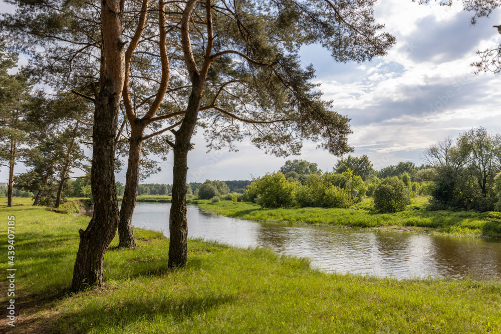Summer landscape with river and clouds. Sunny day..Summer rural landscape on a sunny day. Pine trees in the foreground, beautiful clouds in the sky. Summer landscape with river and clouds. Sunny day..Summer rural landscape on a sunny day. Pine trees in the foreground, beautiful clouds in the sky.