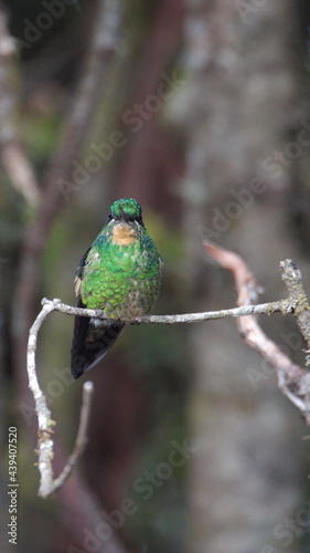 Buff-winged starfrontlet (Coeligena lutetiae) hummingbird perched on a branch at the Yanacocha Ecological Reserve, outside of Quito, Ecuador photo
