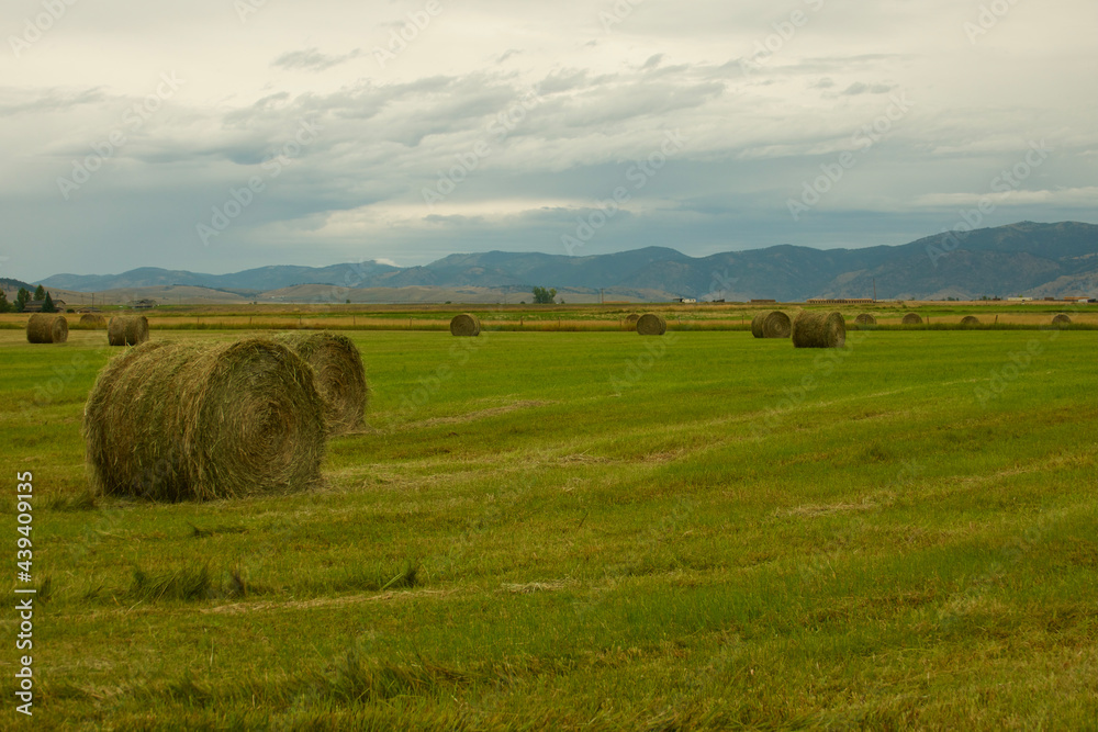 landscape with hay bales in a field late afternoon