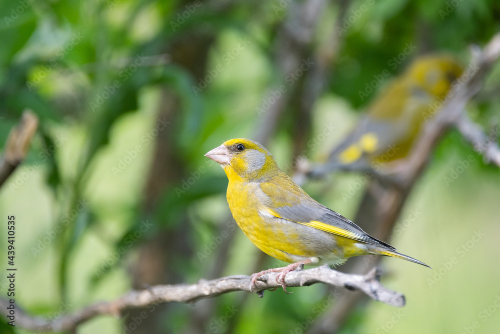 European greenfinch Chloris chloride is a small songbird European greenfinch Chloris chloride is a small songbird