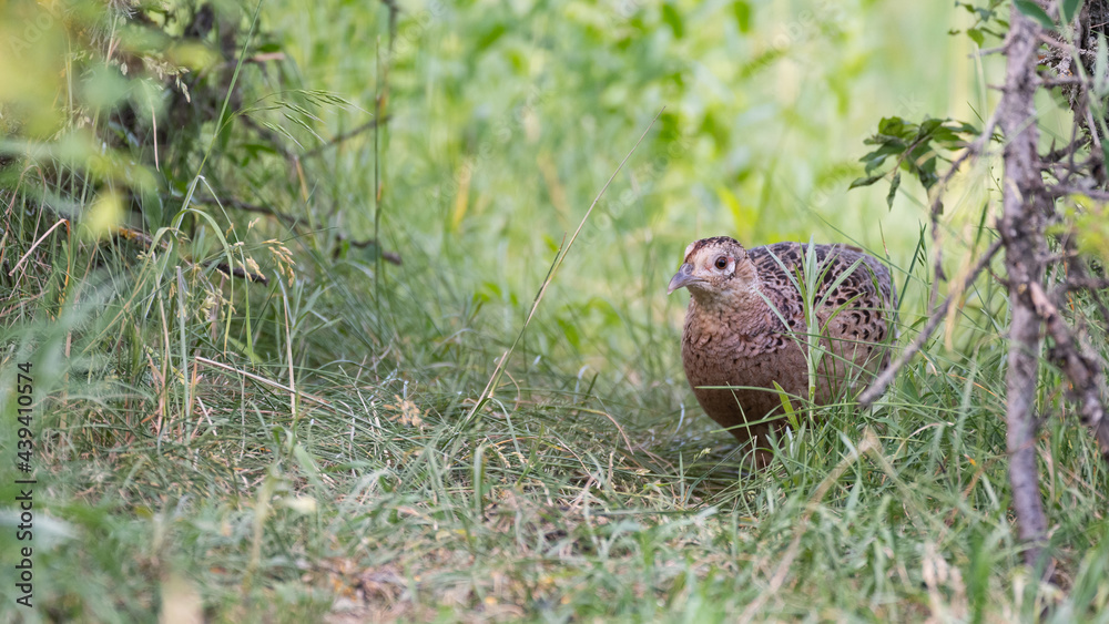 Female Common Pheasant Phasianus colchicus in the wild Female Common Pheasant Phasianus colchicus in the wild