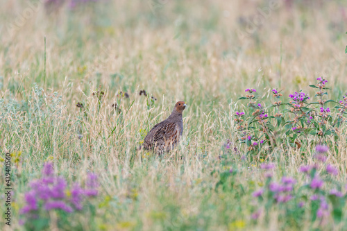Grey partridge, Perdix perdix, single bird on grass