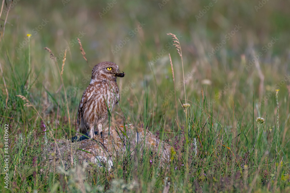 Bird Little owl Athene noctua sitting on a stone with a beetle in its beak Bird Little owl Athene noctua sitting on a stone with a beetle in its beak