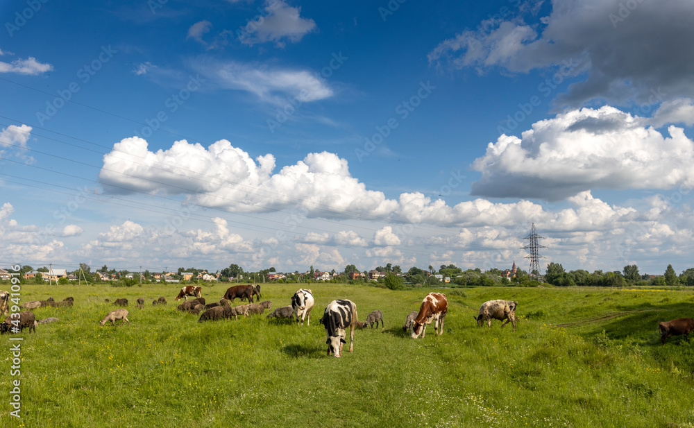cows and sheep graze in the meadow on a sunny day. Rural landscape with animals. cows and sheep graze in the meadow on a sunny day. Rural landscape with animals.