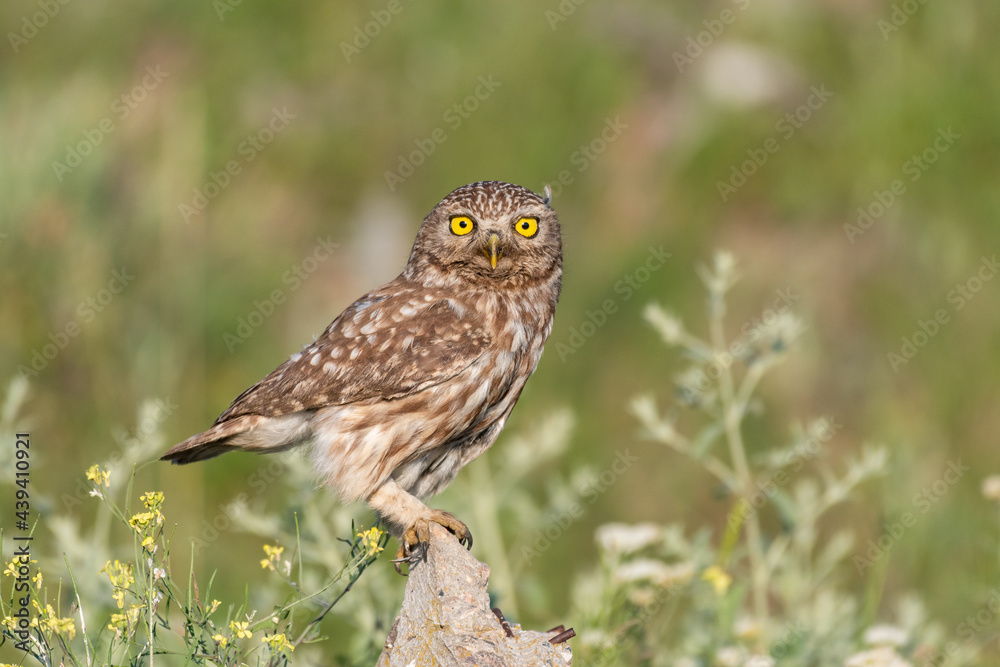 Fototapeta premium Bird Little owl Athene noctua sitting on a stone