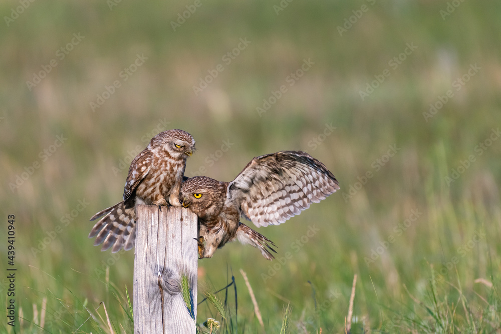 Bird Little owl Athene noctua. Male and female in the wild Bird Little owl Athene noctua. Male and female in the wild