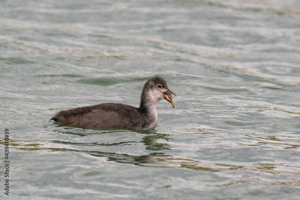 Eurasian Coot Fulica atra chick in the habitat Eurasian Coot Fulica atra chick in the habitat