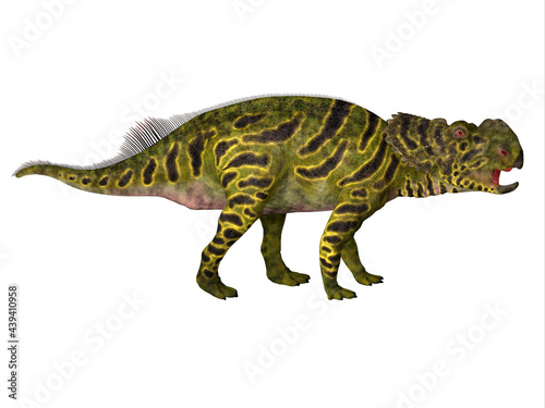 Pachyrhinosaurus Juvenile Dinosaur - Pachyrhinosaurus was a Ceratopsian herbivorous dinosaur that lived in Alberta  Canada during the Cretaceous Period.