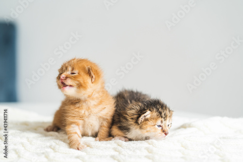 Two three weeks old different colored kittens on a woolen blanket. Pet adoption, animal care. © Olga