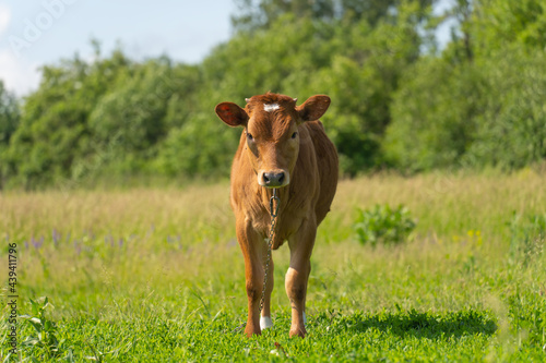 brown calf tied up in a meadow