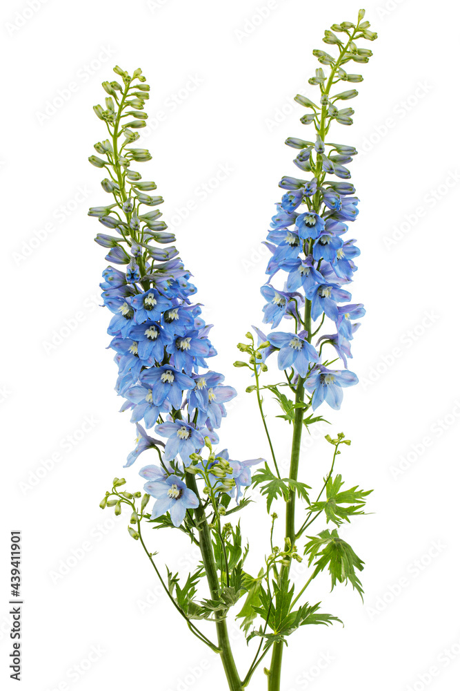 Obraz premium Inflorescence of blue delphinium flowers, lat. Larkspur, isolated on white background