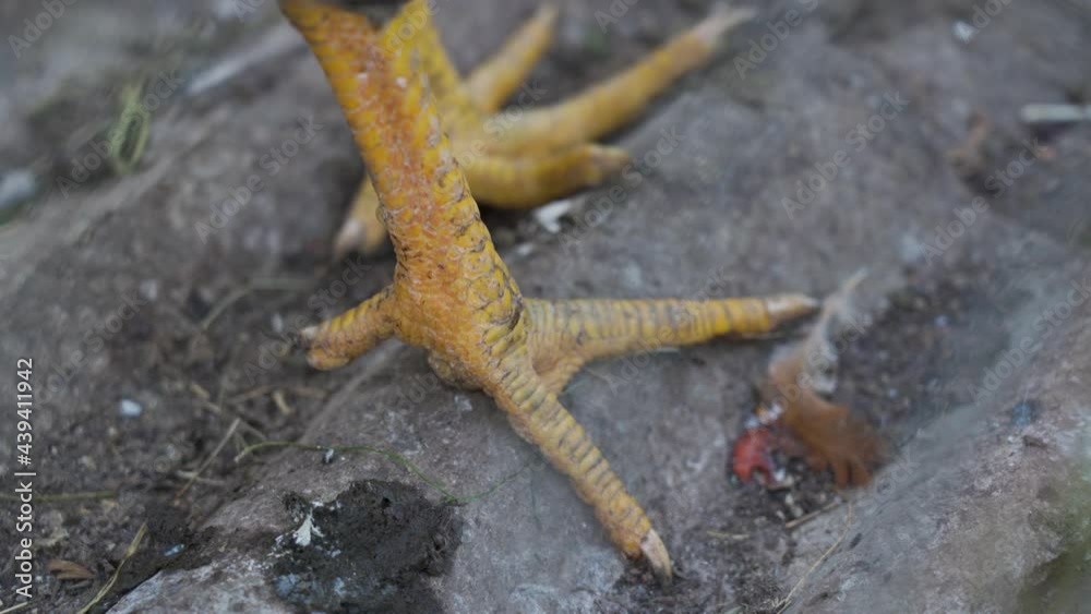 Close up view of yellow dirty chicken legs with sharp nails against the background of gray slate on bird farm. Outdoor. Poultry farming in village. Hen standing. Close up view of yellow dirty chicken legs with sharp nails against the background of gray slate on bird farm. Outdoor. Poultry farming in village. Hen standing.