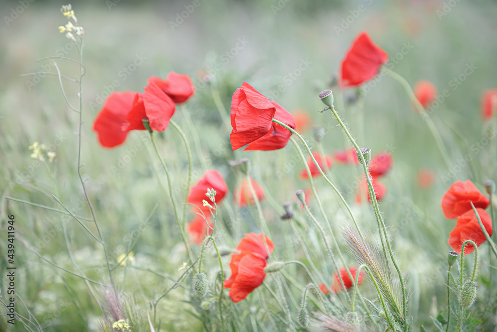 Poppies in spring meadow flower. Nature background. Selective focus Poppies in spring meadow flower. Nature background. Selective focus