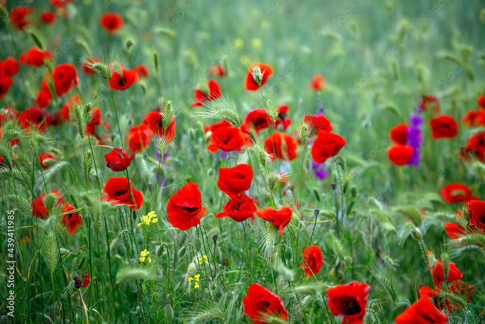 Obraz premium Flowers Red poppies bloom in a wild fields. Beautiful red poppies with selective focus.