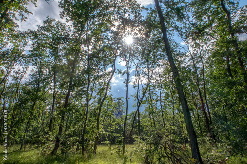 Tall trees in forest and sun between  viewed from bottom to top. Horizontal view