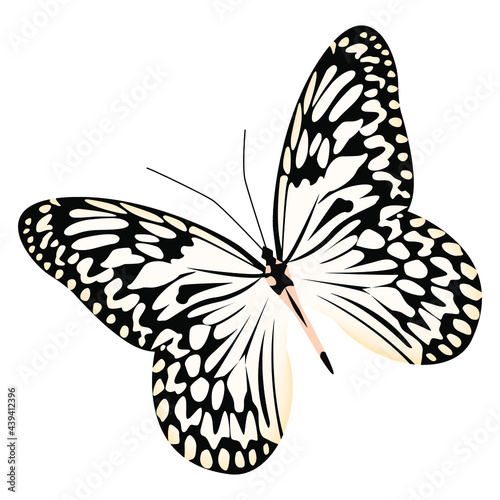 Realistic butterfly white black colors isolated on white background