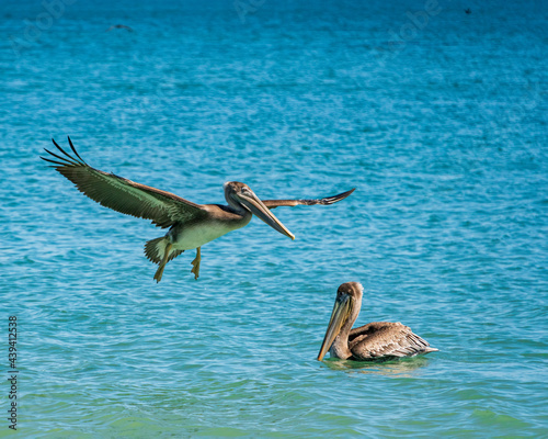 California Pelicans in freeding frenzy
