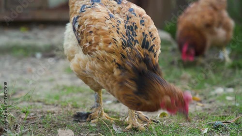 Beautiful domestic hen with brown and black feathers walks, feeding, looking for food on the ground among the grass. Close up view. Outdoor. Free range poultry farming concept. Russian farm. photo