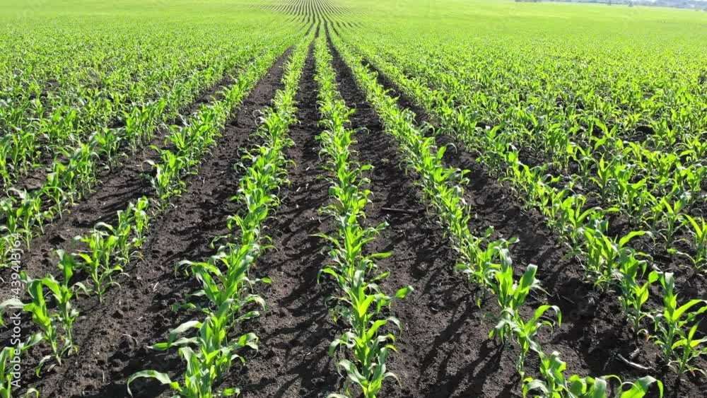 A field with young corn shoots. Farm land. Green sprouts in rows. Agricultural business.