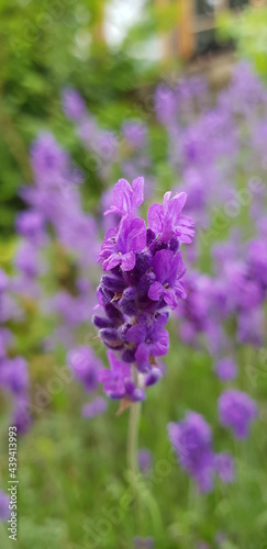 bee on lavender