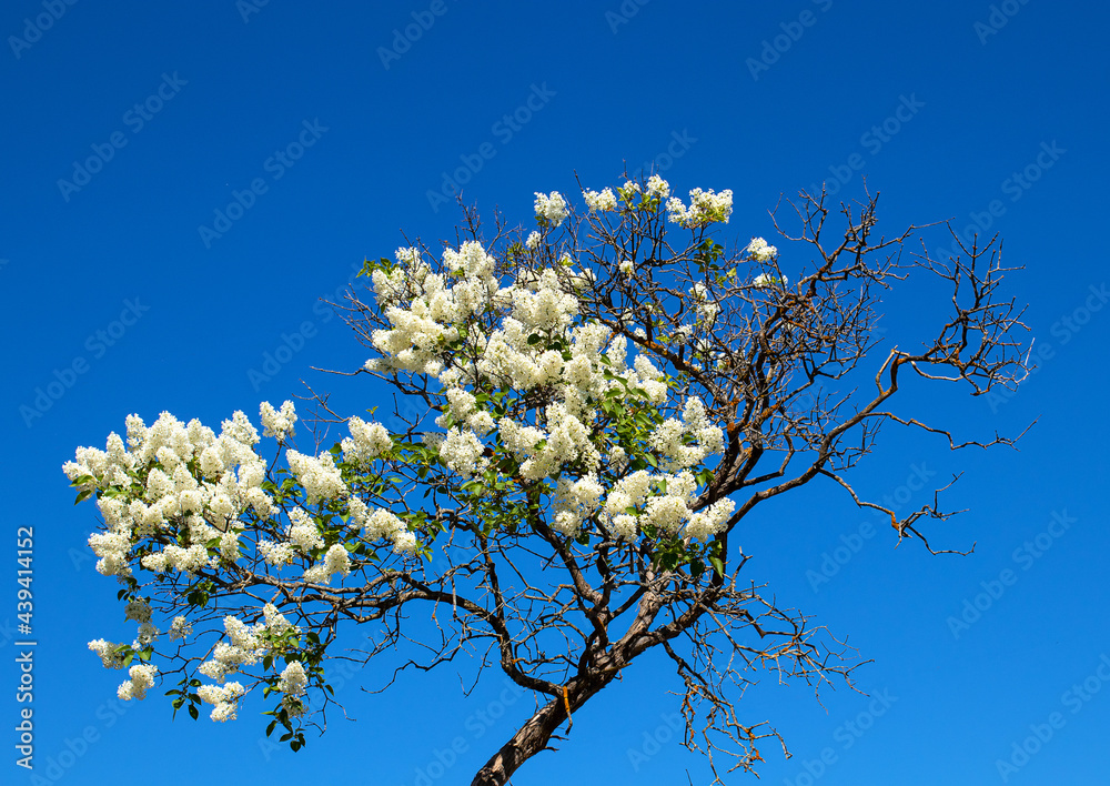 White lilac, Syringa vulgaris, tree flowers on bare branches with a few leaves and a deep blue sky background