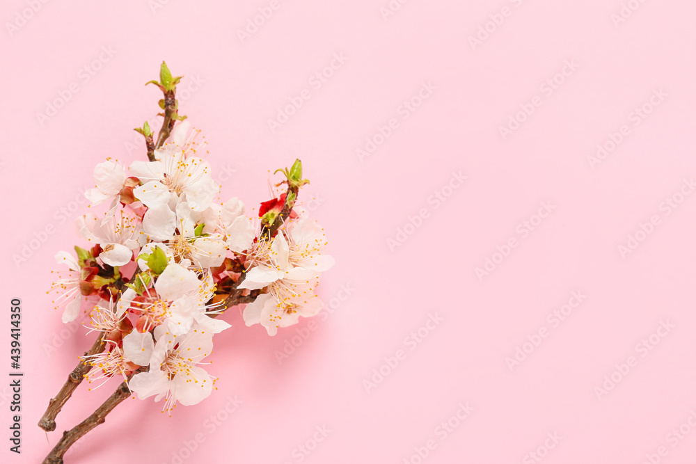 Fototapeta premium Beautiful blooming branches on color background