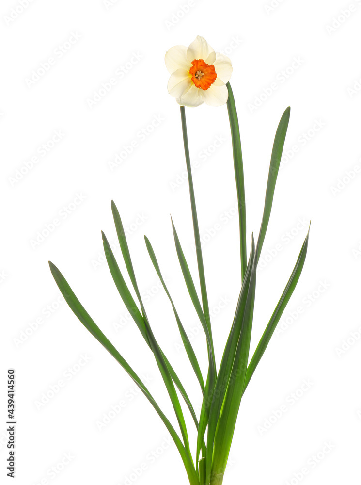 Fototapeta premium Beautiful narcissus on white background