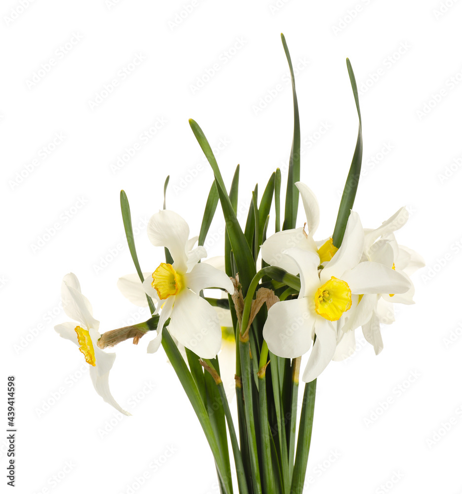 Beautiful daffodils on white background Beautiful daffodils on white background