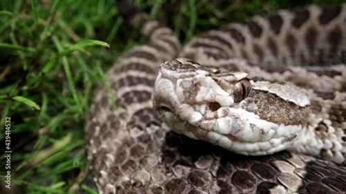 Rattlesnake in the grass close up macro photo